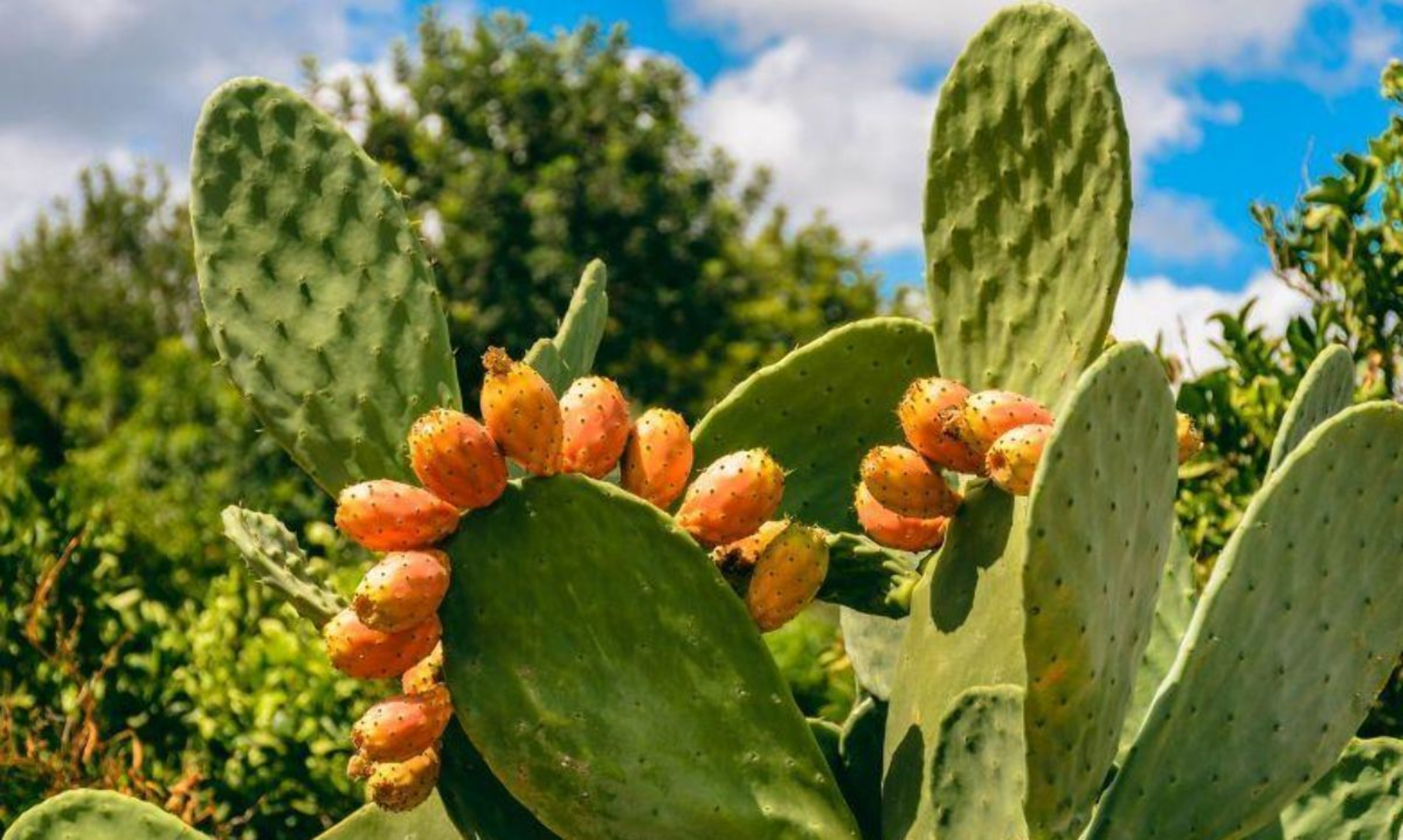 Comunidad de Viñaca